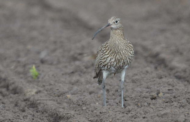 BRACHVOGEL, EURASIAN CURLEW, NUMENIUS ARQUATA