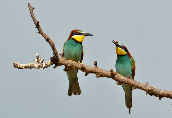 BIENENFRESSER, EUROPEAN BEE-EATER, MEROPS APIASTER