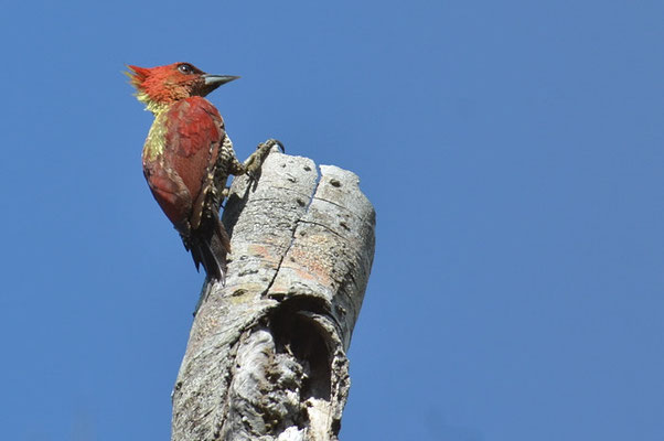 MENNIGSPECHT, BANDED WOODPECKER, PICUS MINEACEUS