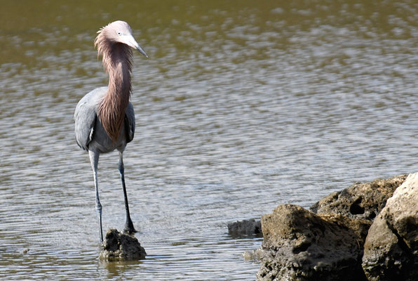 RÖTELREIHER, REDDISH EGRET, EGRETTA RUFESCENS