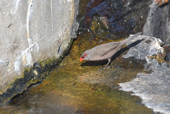 WELLENASTRILD, COMMON WAXBILL, ESTRILDA ASTRILD