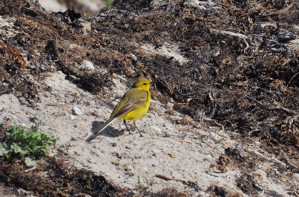 ENGLISCHE SCHAFSTELZE, YELLOW WAGTAIL, MOTACILLA FLAVA FLAVISSIMA
