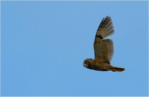 WALDOHREULE, LONG-EARED OWL, ASIO OTUS