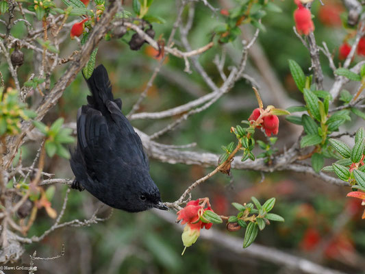 SCHWARZBAUCH-HAKENSCHNABEL, BLACK FLOWERPIERCER- DIGLOSSA HUMERALIS