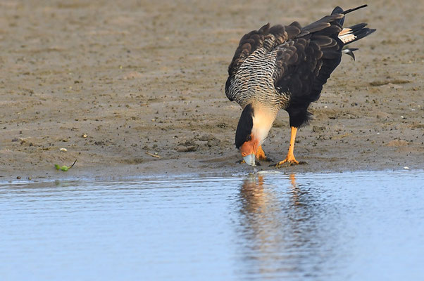 SCHOPFKARAKARA, SOUTHERN CARACARA, CARACARA PLANCUS