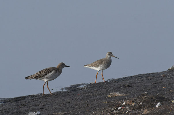 KAMPFLÄUFER, RUFF, PHILOMACHUS PUGNAX