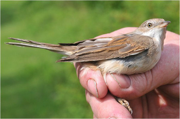 DORNGRASMÜCKE, WHITETHROAT, SYLVIA COMMUNIS