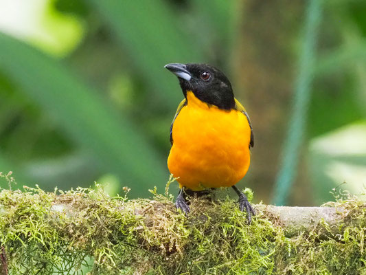 SCHWARZKINN-BERGTANGARE, BLACK-CHINNED MOUNTAIN-TANAGER - ANISOGNATHUS NOTABILIS