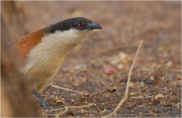 SPORENKUCKUCK, SENEGAL COUCAL, CENTROPUS SENEGALENSIS