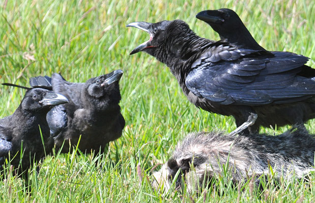 KOLKRABE, RAVEN, CORVUS CORAX
