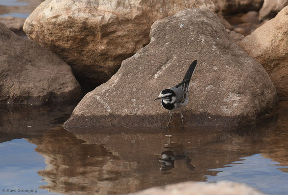 MAROKKANISCHE BACHSTELZE, WHITE WAGTAIL, MOTACILLA ALBA SUBPERSONATA