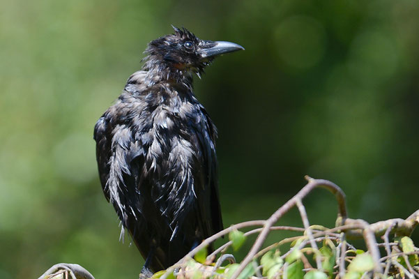 Amerikanerkrähe, American crow, Corvus brachyrhynchos
