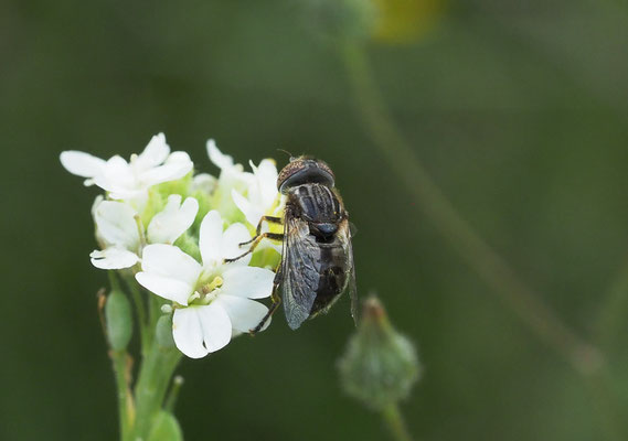 MATTE SCHWARZKOPFSCHWEBFLIEGE, MELANOSTOMA SCALARE