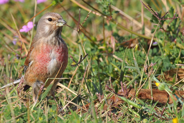 HÄNFLING, LINNET, CARDUELIS CANNABINA