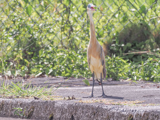 Pfeifreiher, Whistling Heron - Syrigma sibilatrix