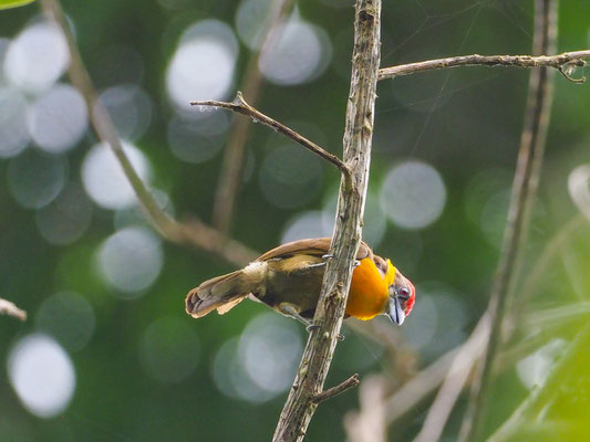 Olivrückenbartvogel, Scarlet-crowned Barbet - Capito aurovirens