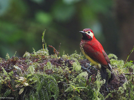 ROTMANTELSPECHT, CRIMSON-MANTLED WOODPECKER - COLAPTES RIVOLII