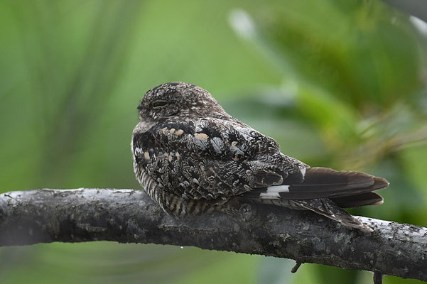 TEXAS-NACHTSCHWALBE, LESSER NIGHTHAWK,CHORDEILES ACUTIPENNIS