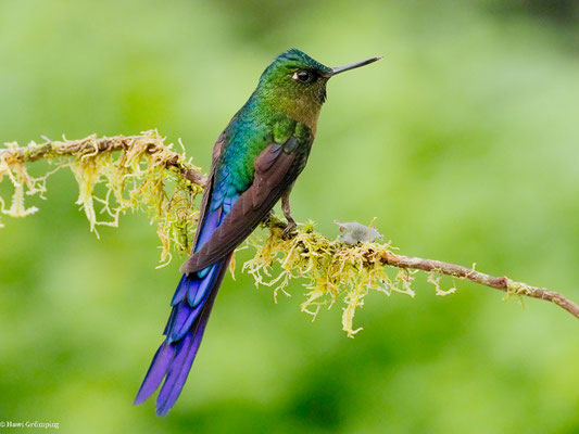 LANGSCHWANZSYLPHE, VIOLET-TAILED SYLPH -  AGLAIOCERCUS COELESTIS