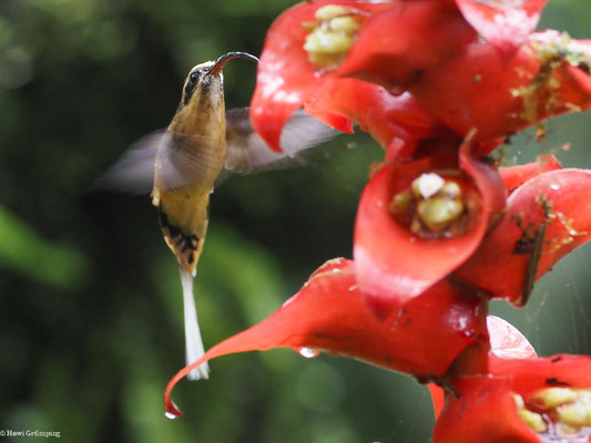 ORANGEBAUCH-SCHATTENKOLIBRI, TAWNY-BELLIED HERMIT,  - PHAETORNIS SYRMATOPHORUS
