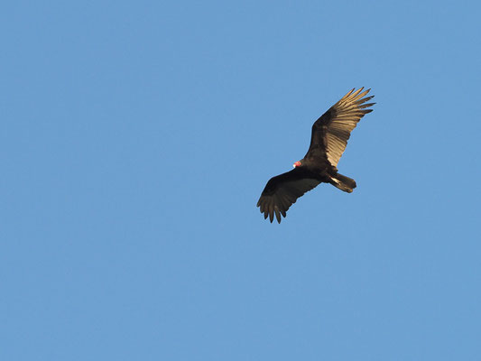 TRUTHAHNGEIER, TURKEY VULTURE, CATHARTES AURA
