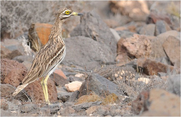 TRIEL, STONE CURLEW, BURHINUS OEDICNEMUS