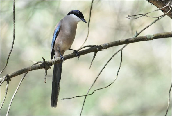 BLAUELSTER, AZURE-WINGED MAGPIE, CYANOPICA CYANUS
