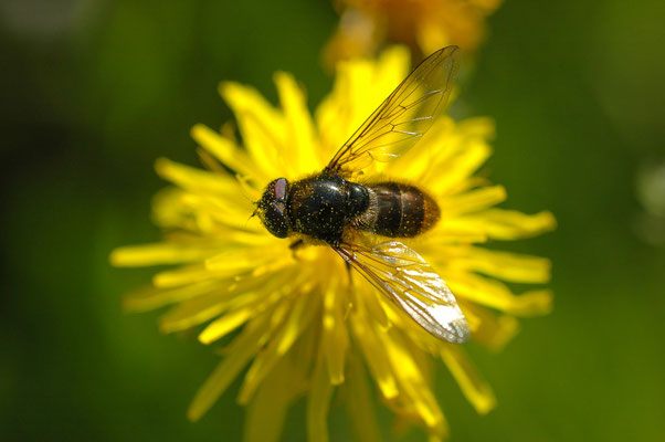 KORBBLÜTLER-ERZSCHWEBFLIEGE, CHEILOSIA CANICULARIS