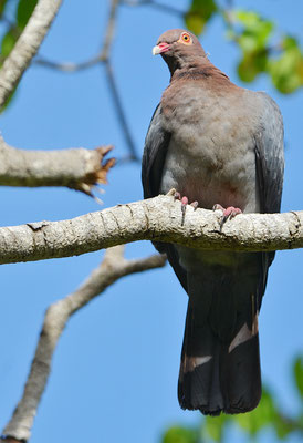 Antillentaube, Scaly-naped pigeon, Patagioenas Squamosa