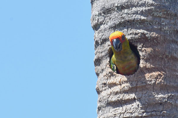GOLDSTIRNSDITICH, PEACH-FRONTED PARAKEET, ARATINGA AUREA