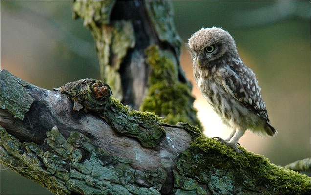 STEINKAUZ, LITTLE OWL , ATHENE NOCTUA