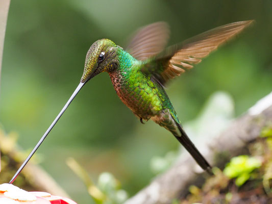 SCHWERTSCHNABELKOLIBRI, SWORD-BIILED HUMMINGBIRD - ENSIFERA ENSIFERA