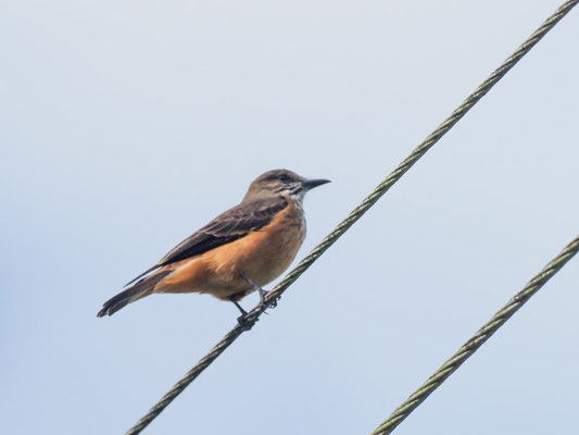 STREIFENKEHL-BUSCHTYRANN, STREAK-THROATED BUSH-TYRANT - MYIOTHERETES STRIATICOLLIS
