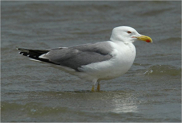 MITTELMEERMÖWE, YELLOW-LEGGED GULL, LARUS MICHAHELLIS