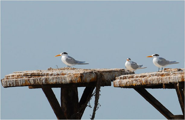 KÖNIGSSEESCHWALBE, ROYAL TERN, STERNA MAXIMA