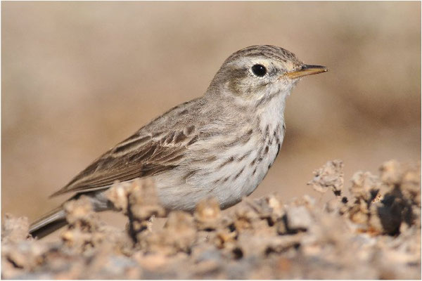 KANARENPIEPER, BERTHELOT´S PIPIT, ANTHUS BERTHELOTII