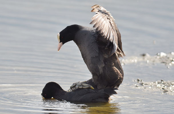BLÄSSRALLE, EURASIAN COOT, FULICA ATRA 