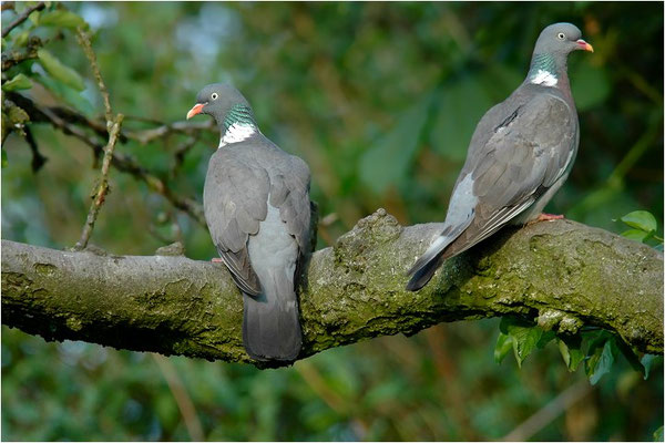 RINGELTAUBE, WOOD PIGEON,  COLUMBA PALUMBUS