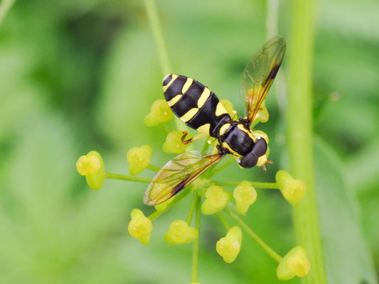 XANTHOGRAMMA PEDISSEQUUM, SPÄTE GELBRANDSCHWEBFLIEGE