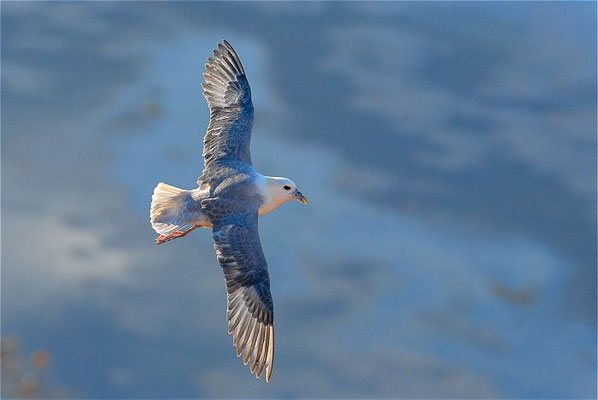 EISSTURMTAUCHER, FULMAR, FULMARUS GLACIALIS 