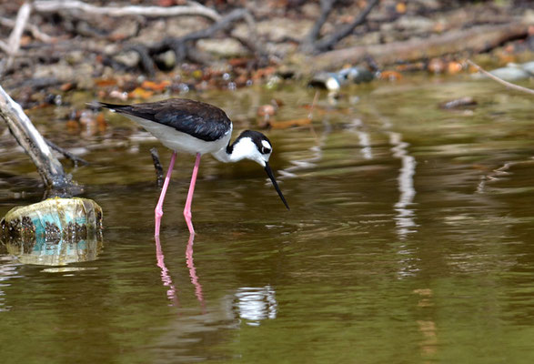 Amerikanischer Stelzenläufer, Black-necked stilt, Himantopus mexicanus