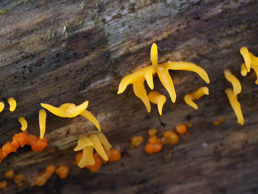 Laubholzhörnling - Calocera cornea