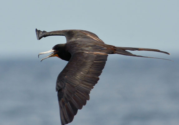 FREGATTVOGEL, MAGNIFICENT FRIGATEBIRD, FREGATA MAGNIFICENS