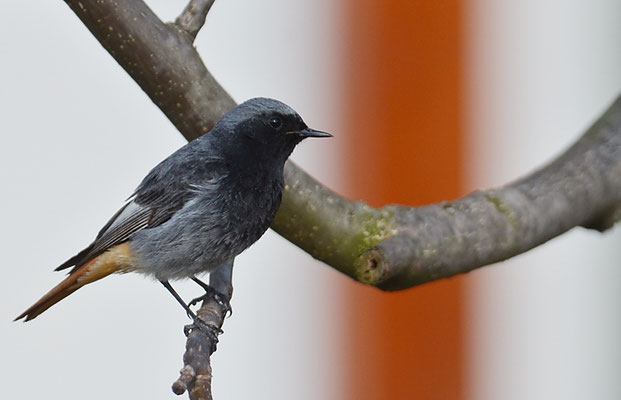 HAUSROTSCHWANZ, BLACK REDSTART, PHOENICURUS OCHRUROS