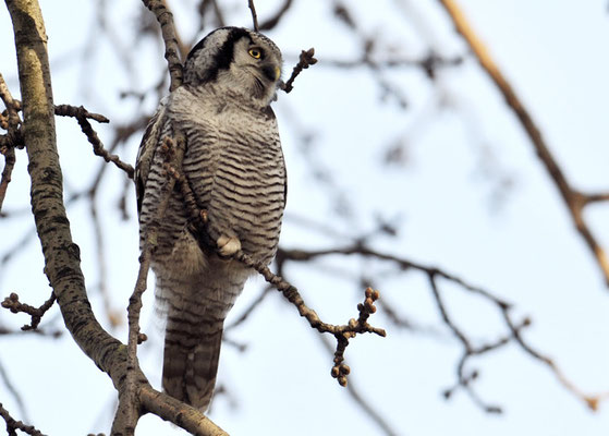 SPERBEREULE, HAWK OWL, SURNIA ULULA
