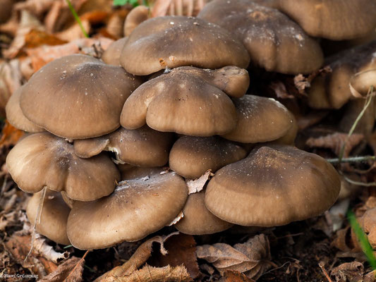 Büschelrasling - Lyophyllum decastes