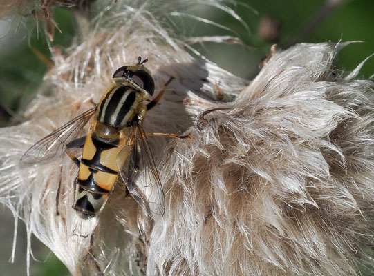 GROSSE SUMPFSCHWEBFLIEGE, HELOPHILUS TRIVITATTUS