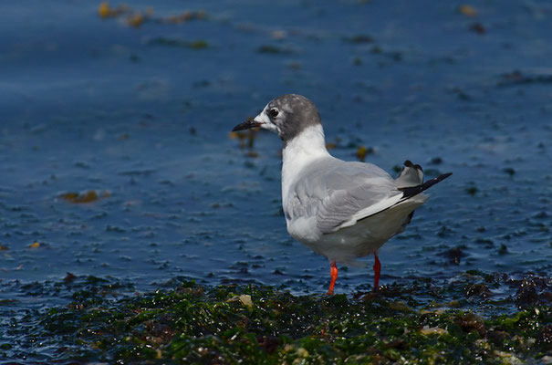 BONAPARTEMÖWE, BONAPARTE´S GULL, LARUS PHILADELPHIA