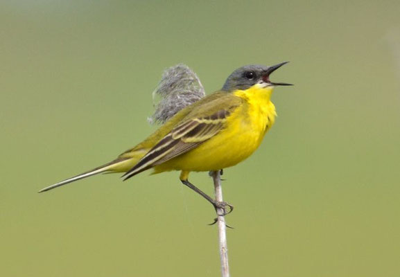 THUNBERGSCHAFSTELZE, YELLOW WAGTAIL THUNBERGI, MOTACILLA FLAVA THUNBERGI