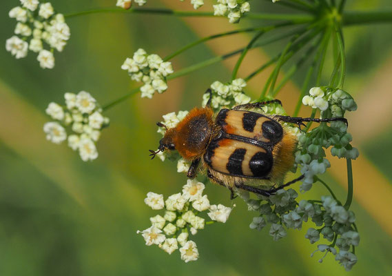 Pinselkäfer, Trichius rosaceus